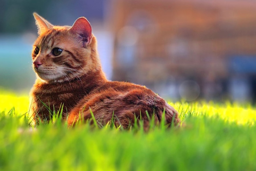 A cat resting in sunlit grass — cared for by Paws & Property
